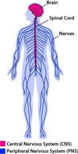 Cns And Pns Image